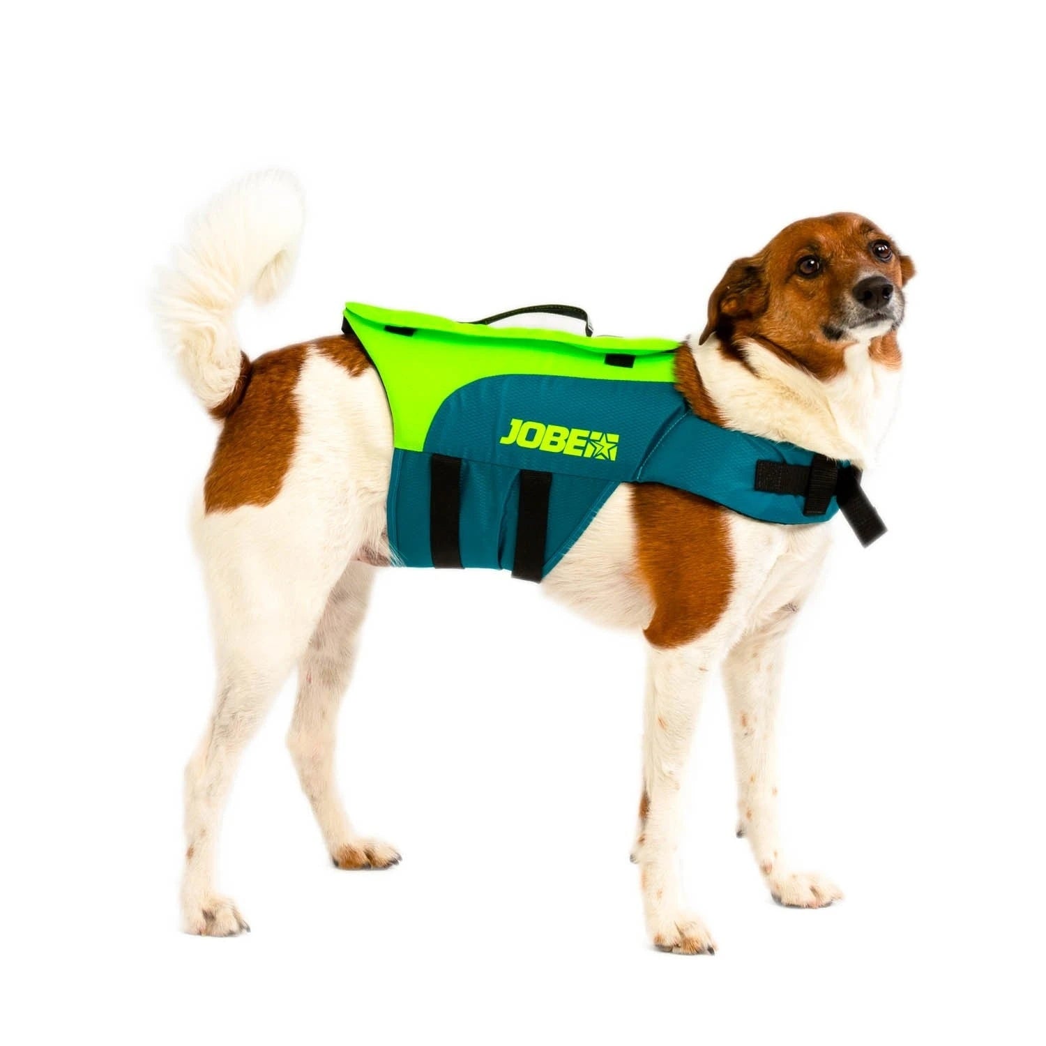 Image of Jobe Pet Vest Lime/Teal JOBE